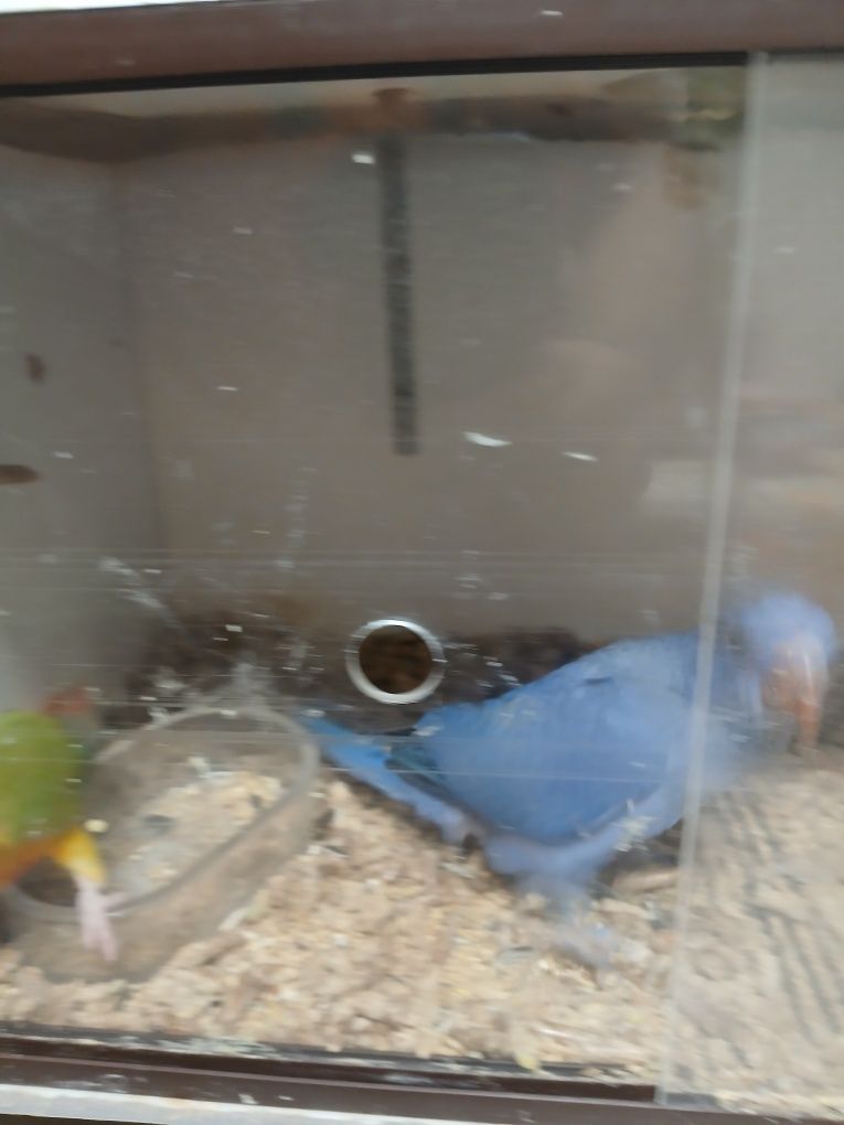 Ring necke violeta