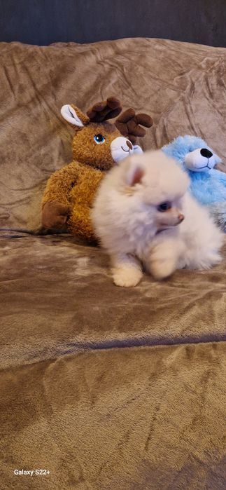 Szpic pomeranian chłopak