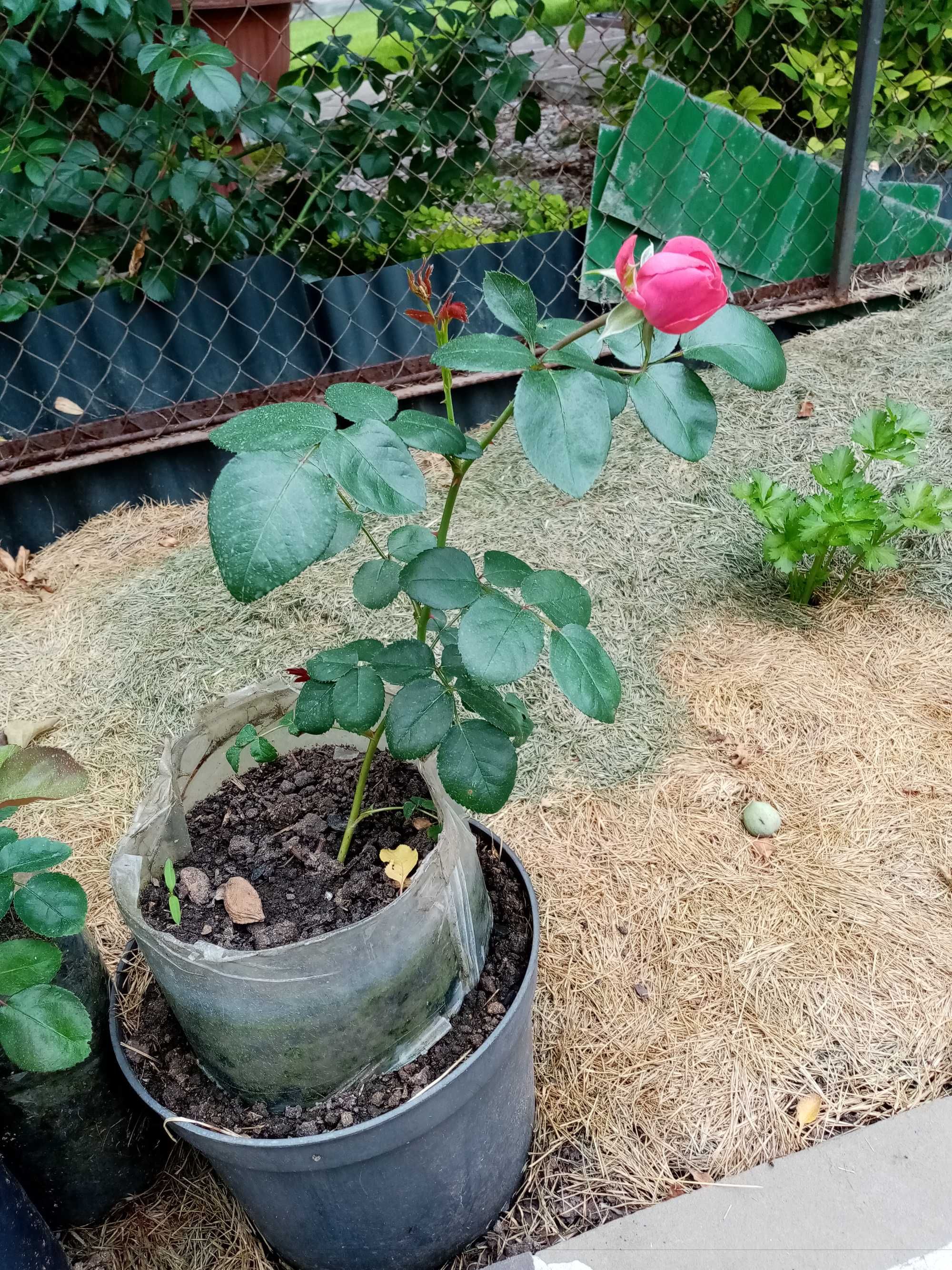 Саженцы роз Пьер де Ронсар и Леонардо