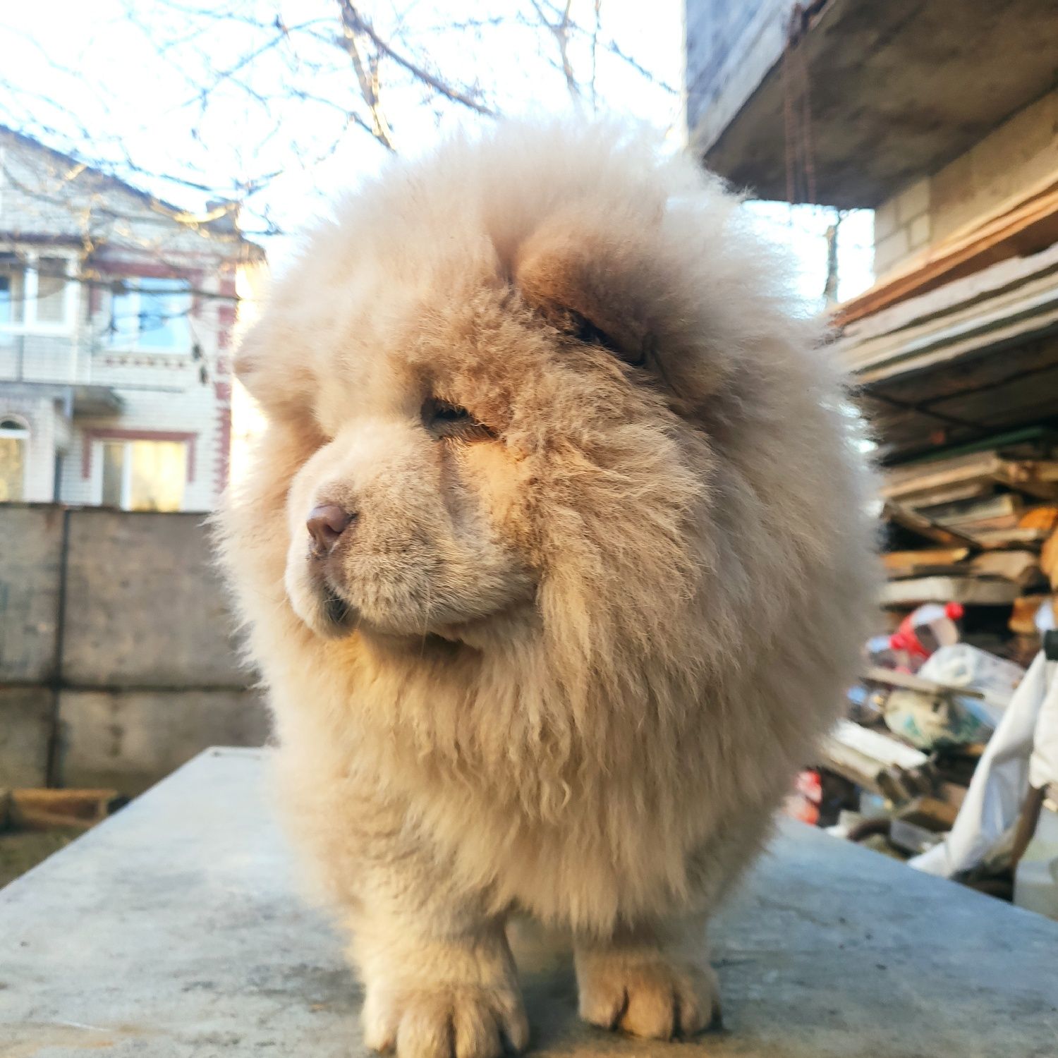 Продам дівчинку Чау-чау.