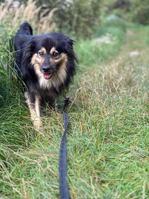 Kudłaty Marley szuka domku