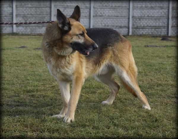 Diego - spokojny psiak w typie owczarka szuka domu