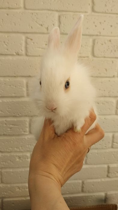 Білий кролик львіноголові декоративні кролі  карликові кроля в Харкові