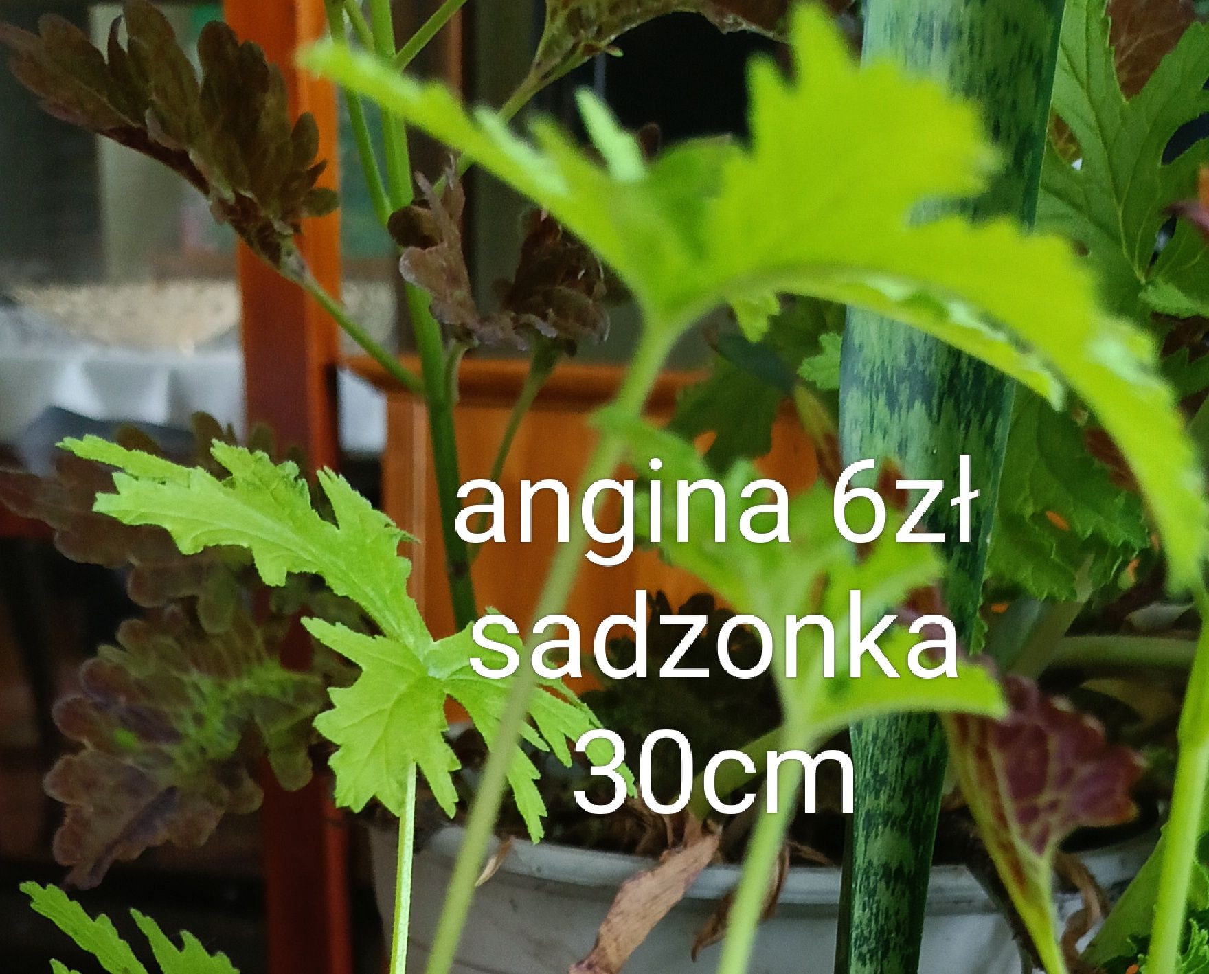 Nachyłek miodunka firletka sadzonki