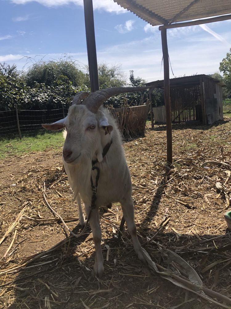 Cabras de otima qualidade para produção de leite (preço por animal)