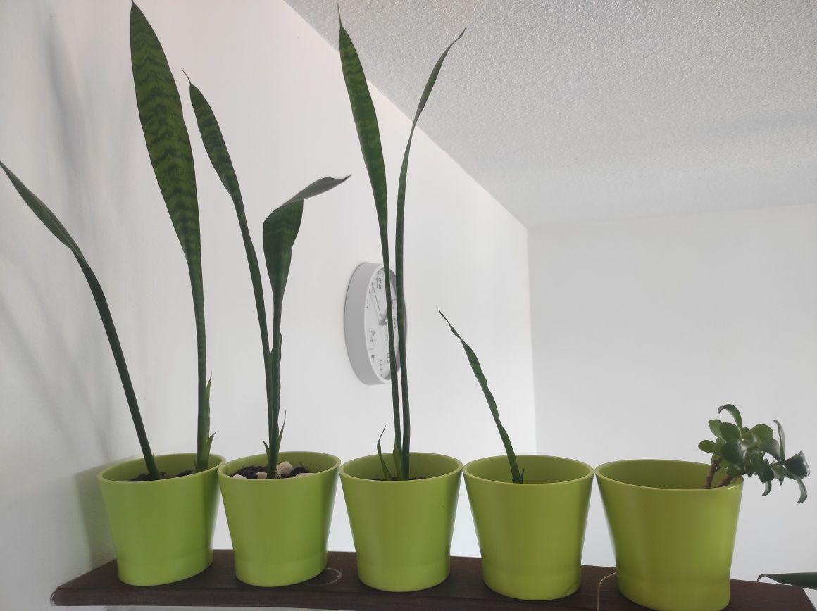 Conjunto de 5 vasos decorativos com plantas