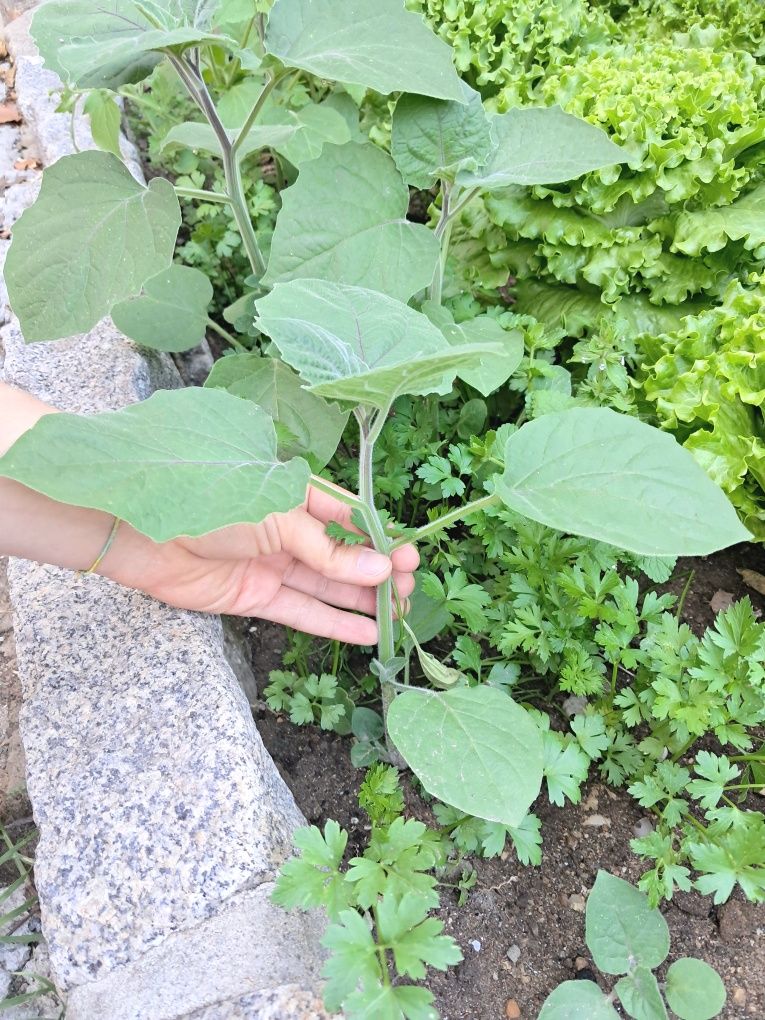 Mudas de plantas physalis / fisális