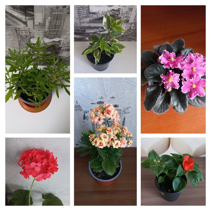 Сансевієрія Красула Каланхоє Опунція Гуернія Педілантус