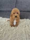 Maltipoo f1b piesek red-brown