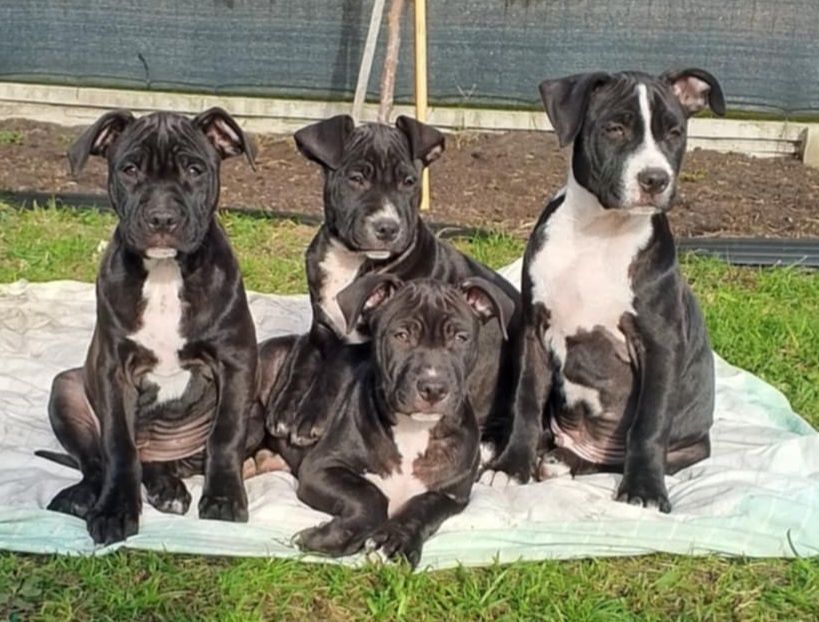 Szczenię Pitbull terrier