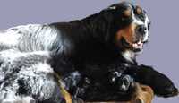 Pieski do adopcji (mieszanka psa berneńskiego oraz czarnego kundelka)