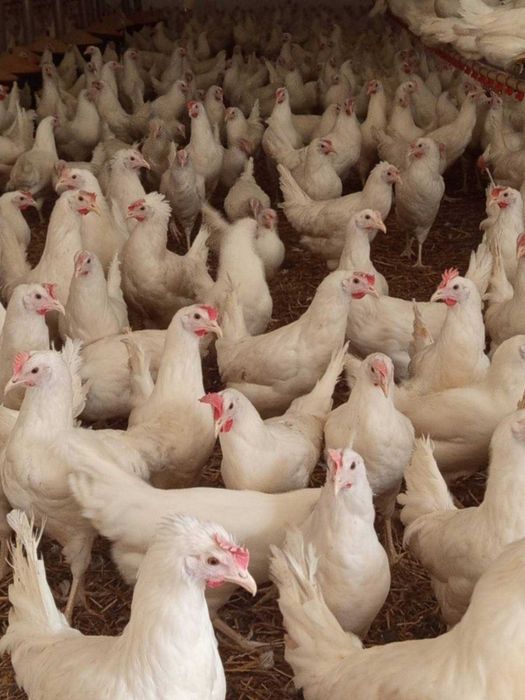 Kury Leghorn Młode Nioski