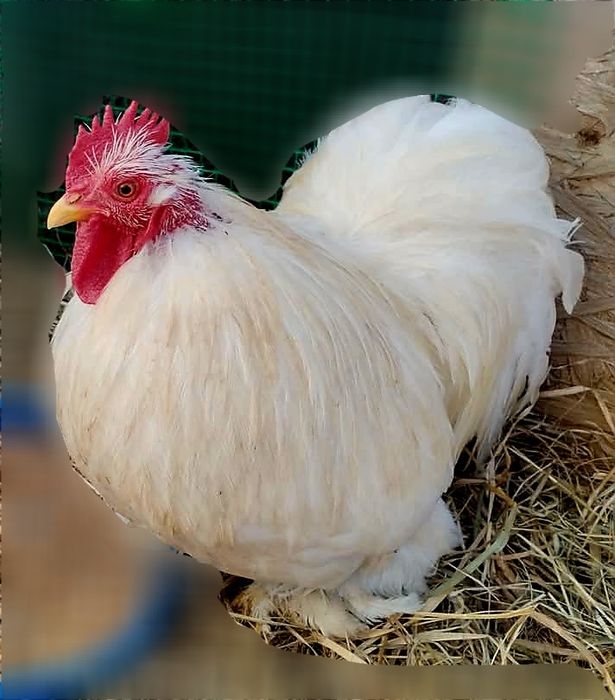 Kochin karzełek biały