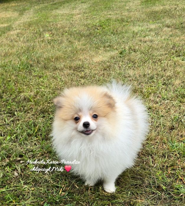 Szpic miniaturowy pomeranian piesek