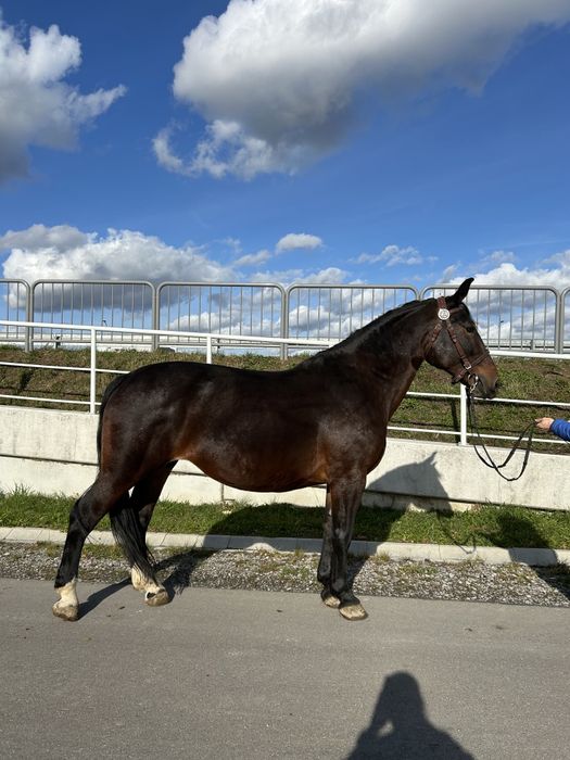 Klacz śląska  programowa