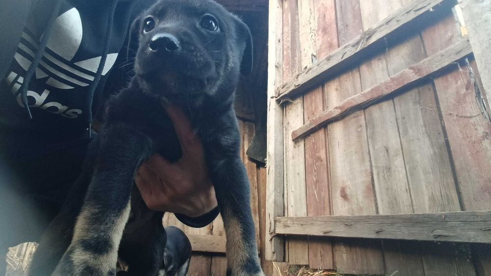 Віддам в добрі руки песиків хлопчик і дівчинка 2місяці ,їдять вже самі