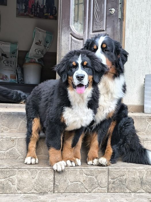 Хлопчик бернський зененхунд