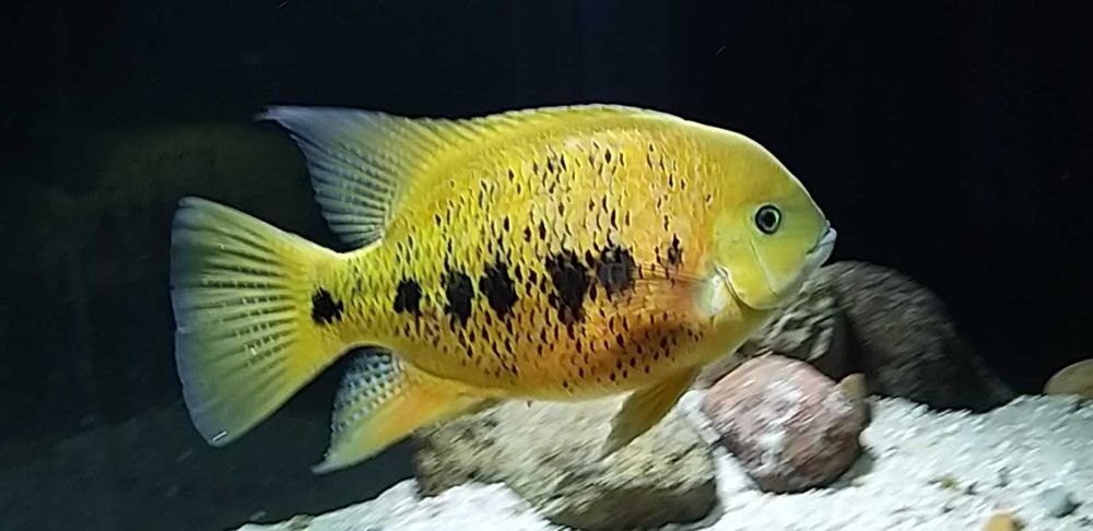 Цихлазомы южноамериканские