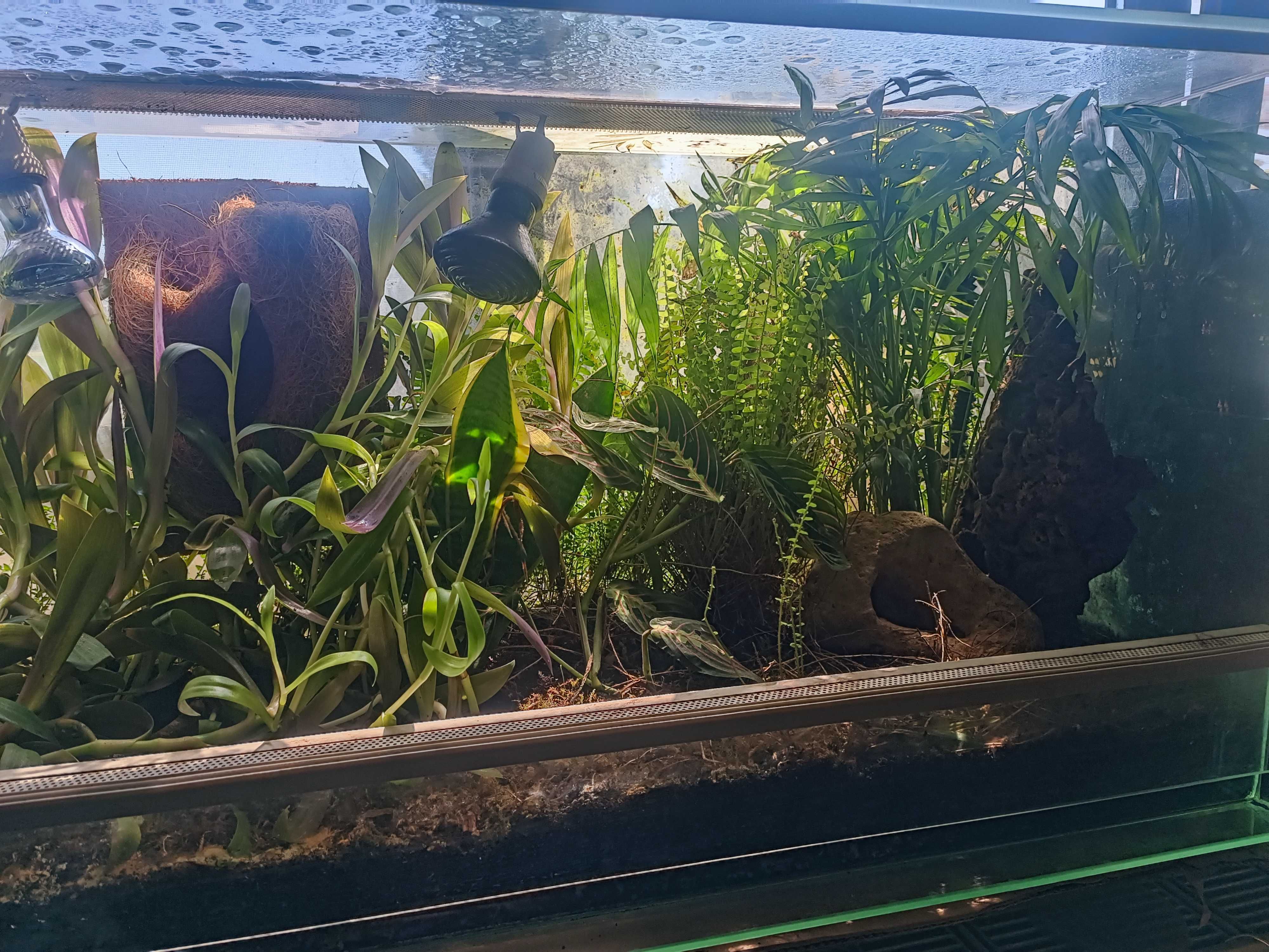 Terrarium plus żaby - para rzekotek, żywa roślinność, wyposażenie