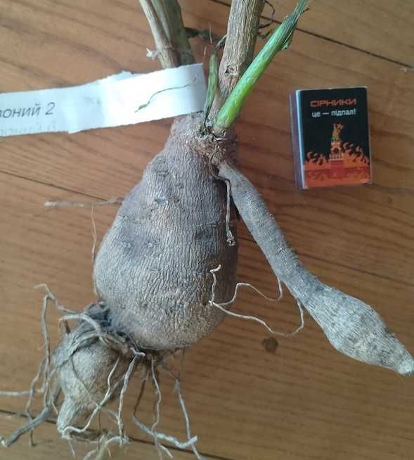 жоржини/георгіни (білі і червоні)