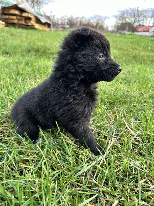 Цуценята породи німецької вівчарки