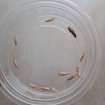 Thermobia domestica rybik piekarniczy karmówka 75 sztuk