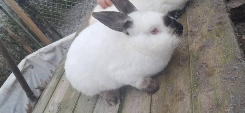 Sprzedam  srokacze i mieszańce