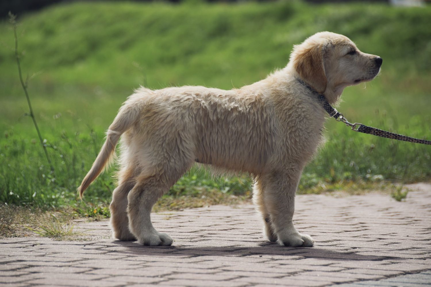 Golden Retriever ZkwP