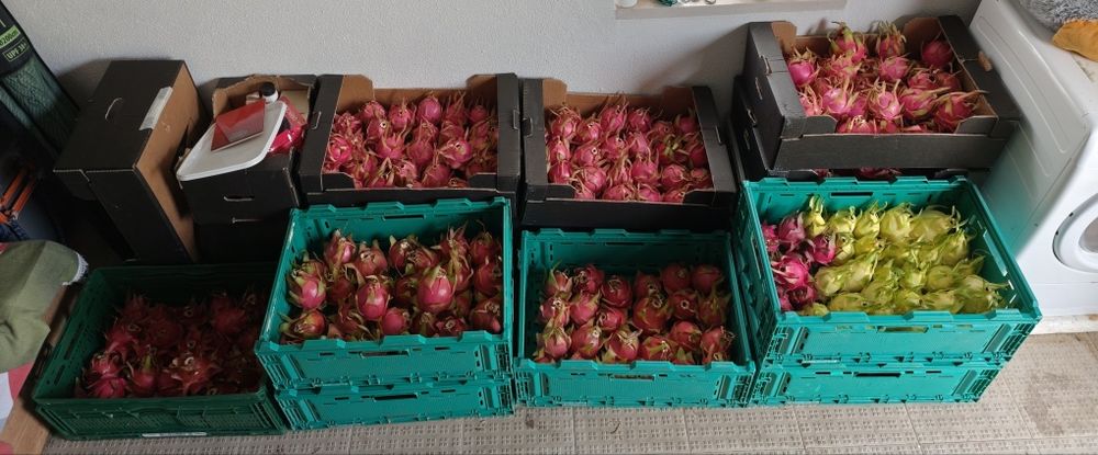 Fruta do dragão PITAYAS