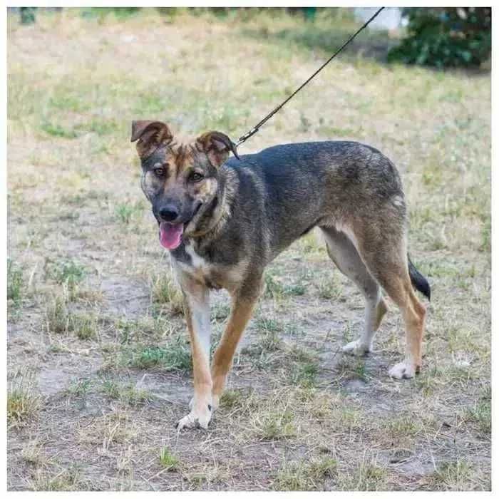 Молодая собака в добрые руки