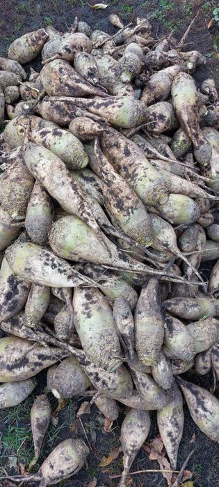 Буряк кормовий, дрібна картопля