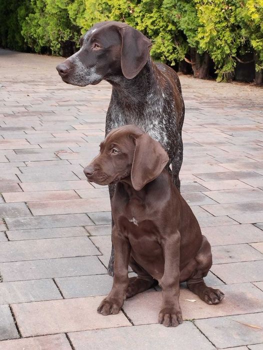 Wyżeł niemiecki krótkowłosy – szczenię z hodowli „Diana”