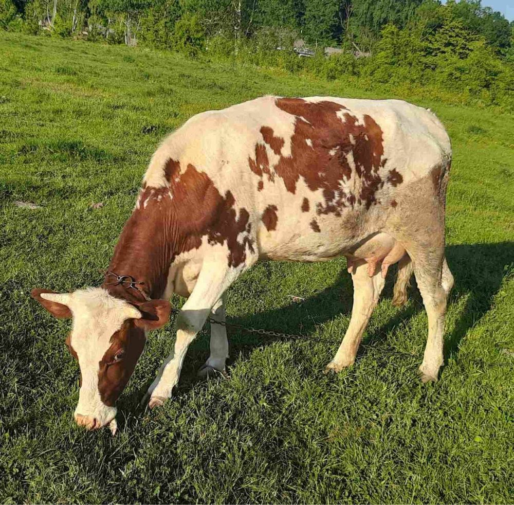 Корова дійна після першого розтелу