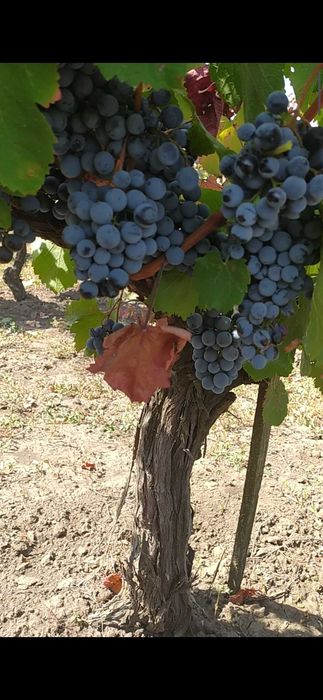Виноград одесский черный