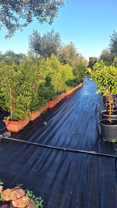 Jardim das Oliveiras