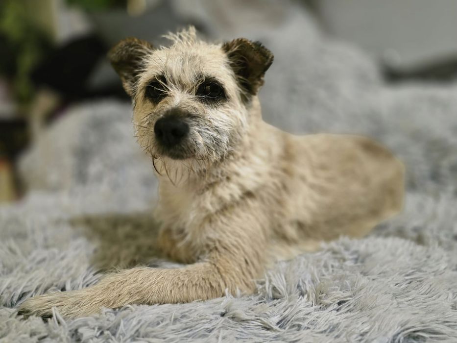 Sunia Lori szuka domku