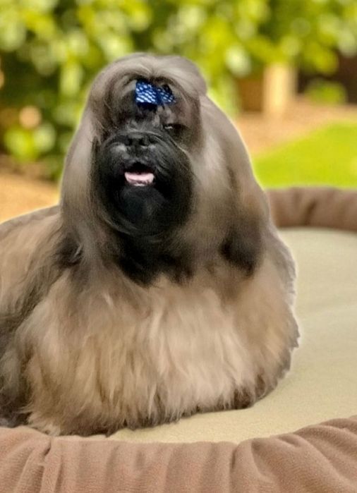 Piękny piesek Shih tzu FCI