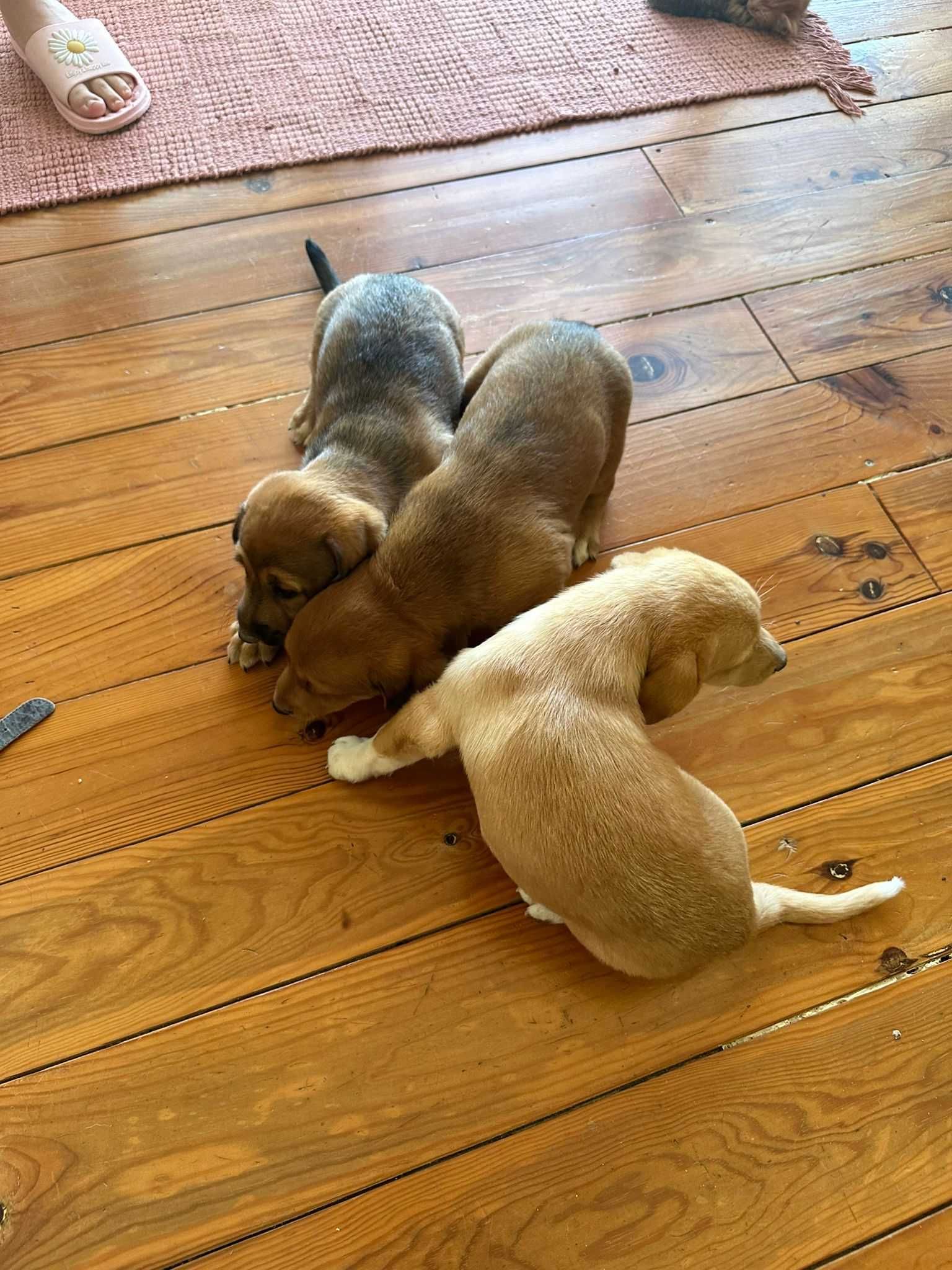 Cachorros muito meigos para adoção muito responsável