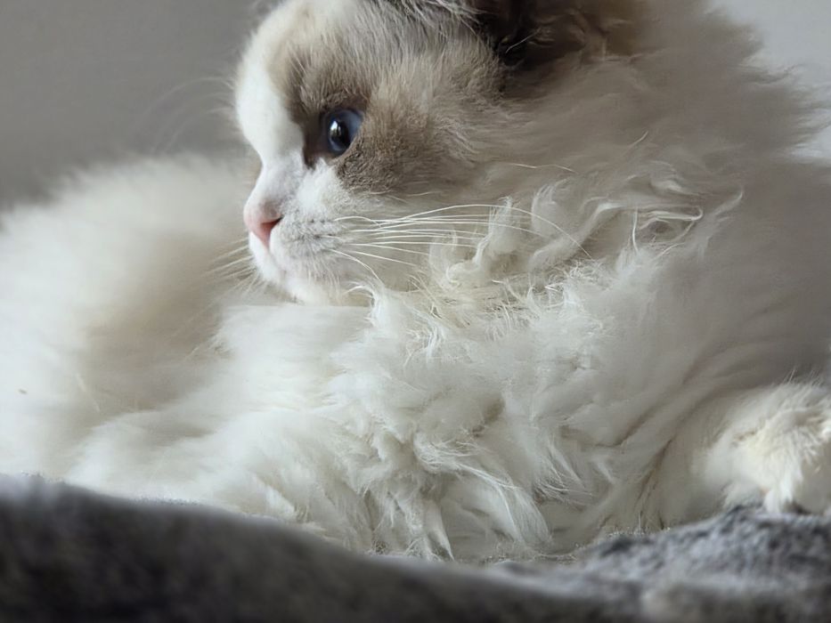 Kotka RAGDOLL  rodowód FPL