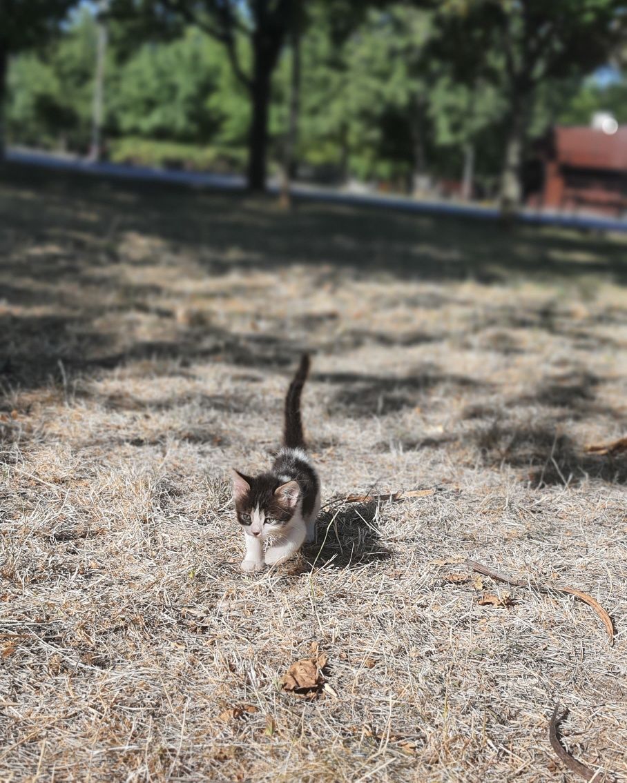 Кошеня,1.5 місяці.Безкоштовно