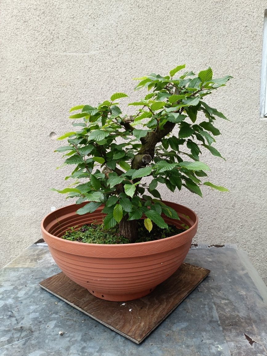 Drzewko Bonsai Dąb