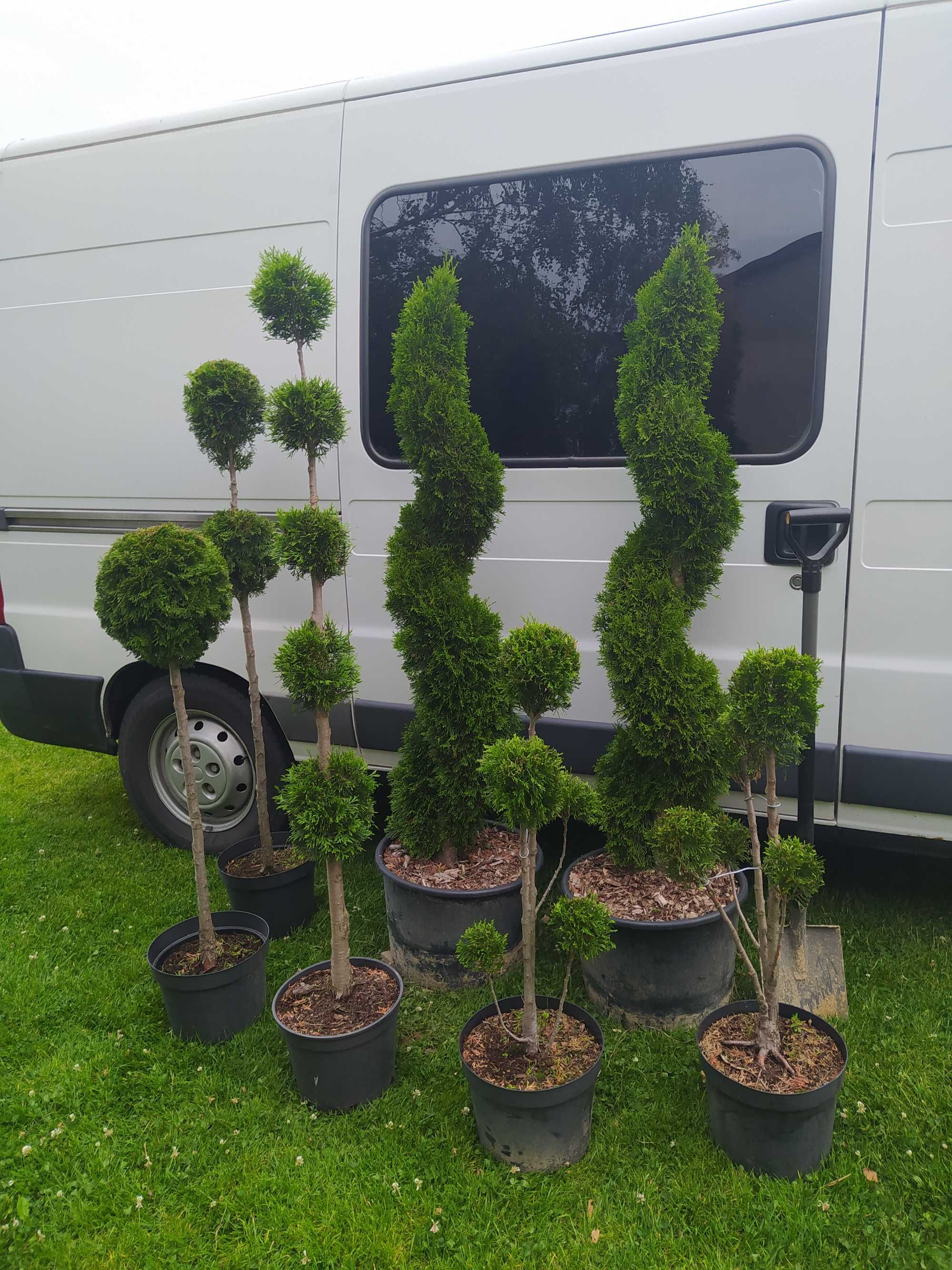Krzewy ozdobne, bonsai, tuja Szmaragd formowana na spiralę 150 cm