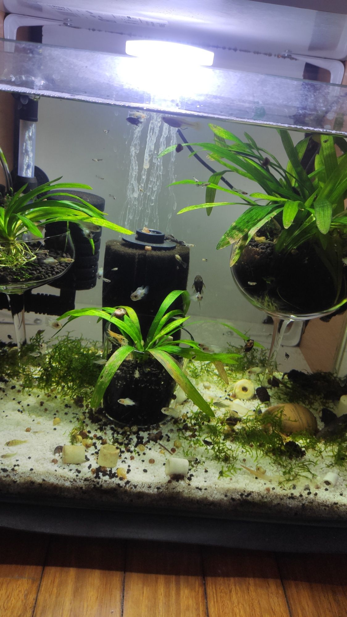 Plantas + oferta peixes