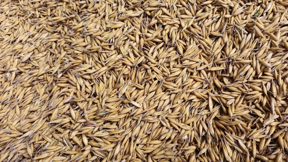 Owies ozimy, owies jary czarny, owies zwyczajny