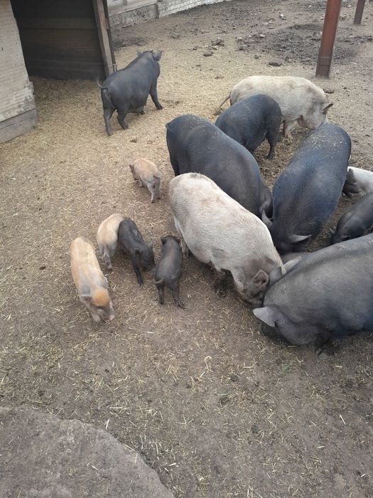 Продаю вьетнамских поросят.вьетнамцы.