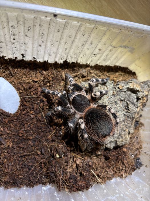 Acanthoscurria geniculata Samic