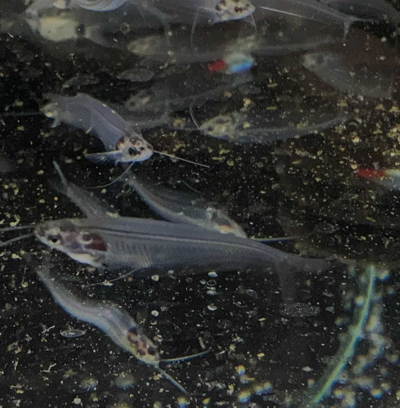 Sum Szklisty,Sum Kiryśnik,Clarias,Arlekin,Platidorus TINA ZOO Zabrze