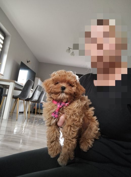 Przepiękny samczyk Maltipoo F1 z Rodowodem