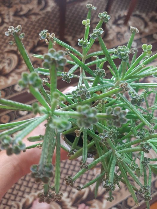 Продам каланхоє тубіфлора