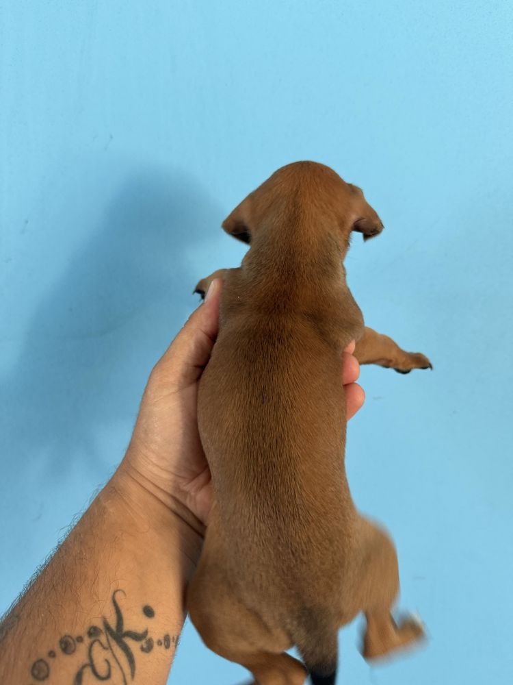 Pincher N1 Menina